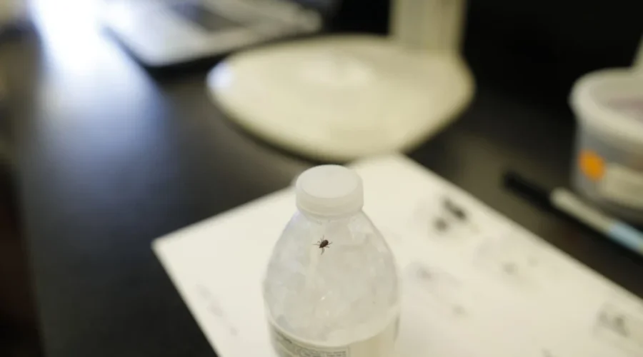 You Can Encounter Ticks All Year Round, N.B. Researcher Says