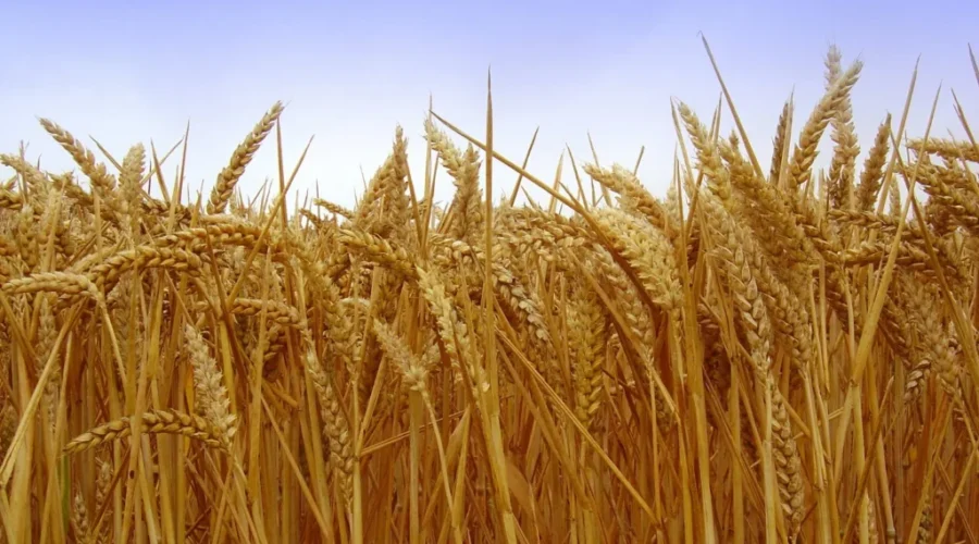 Is It Safe To Eat Food Grown On Once-Flooded Farmland?