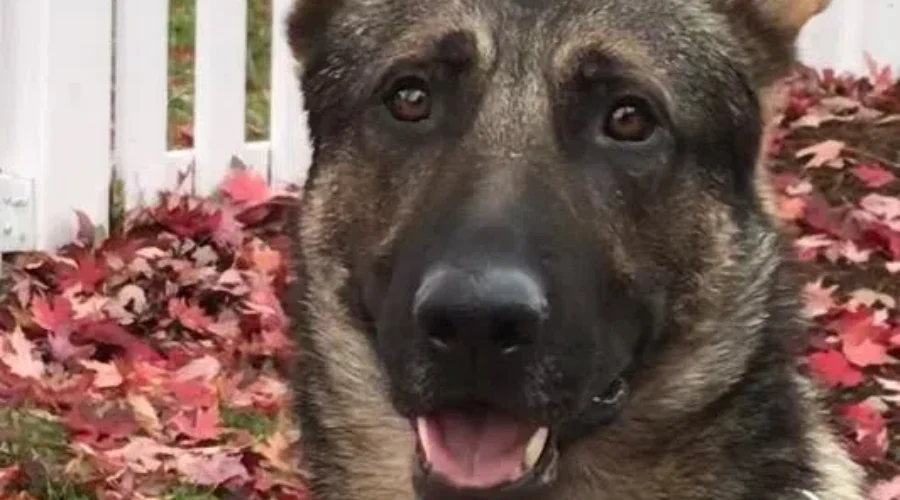 Diesel and Handler Help In Weekend Arrest