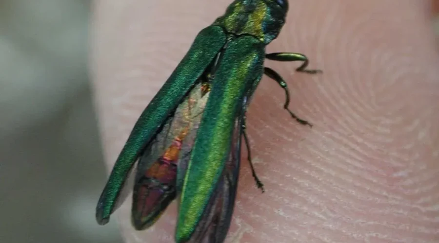 A Tiny But Destructive Bug Arrives In New Brunswick