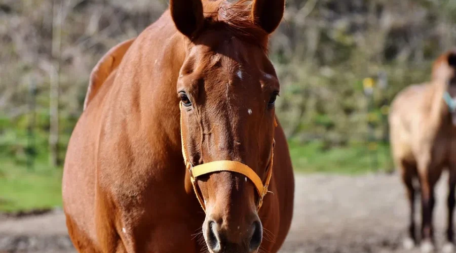 Charity Group Looking To Build New Barn For Therapeutic Riding Clients