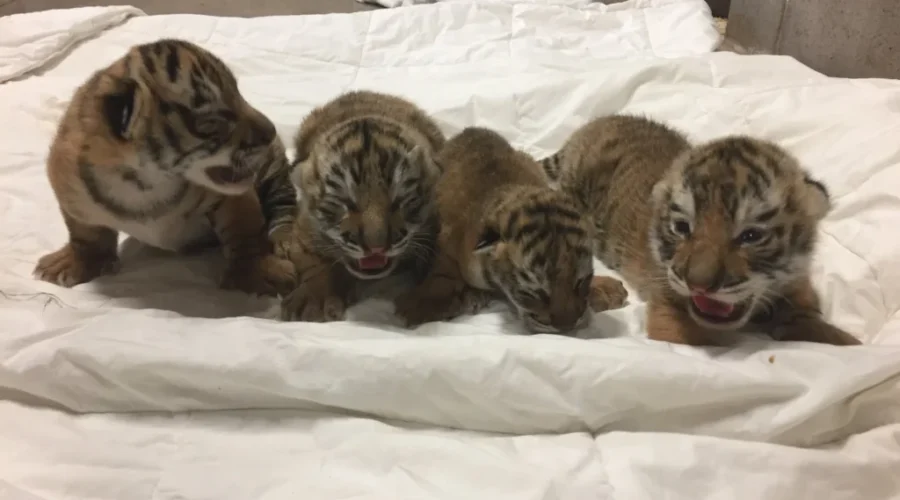 Smallest Tiger Cub Dies At Magnetic Hill Zoo