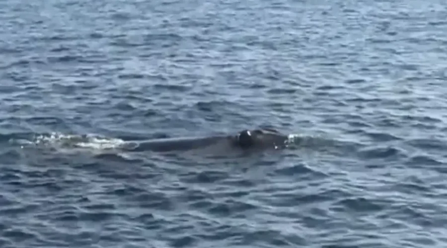 Fishery Closures Implemented After Sighting Of North Atlantic Right Whales