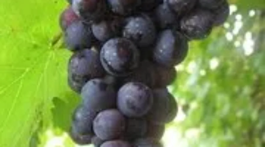 NB Fruit Producers Hard Hit By Frost