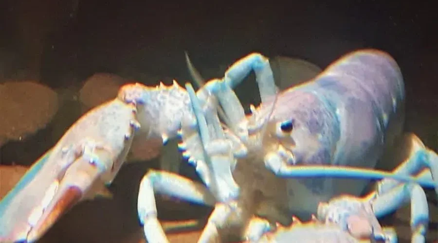 Cotton-Candy Lobster From Grand Manan Goes Viral