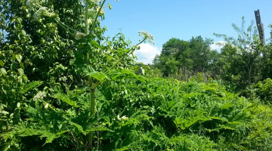 Nature Conservancy Of Canada Issues Warning About Giant Hogweed