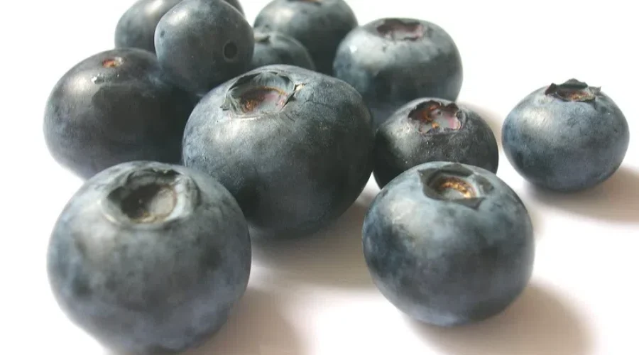 Widespread Damage To NB’s Blueberry Crop