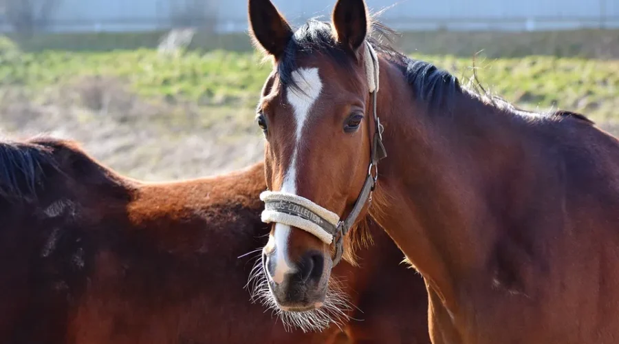 One Confirmed Case Of Strangles At Rockwood Park Stables