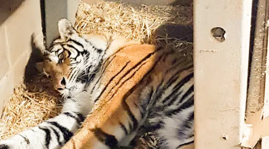 Amur Tiger Cubs To Make Public Debut At Magnetic Hill Zoo