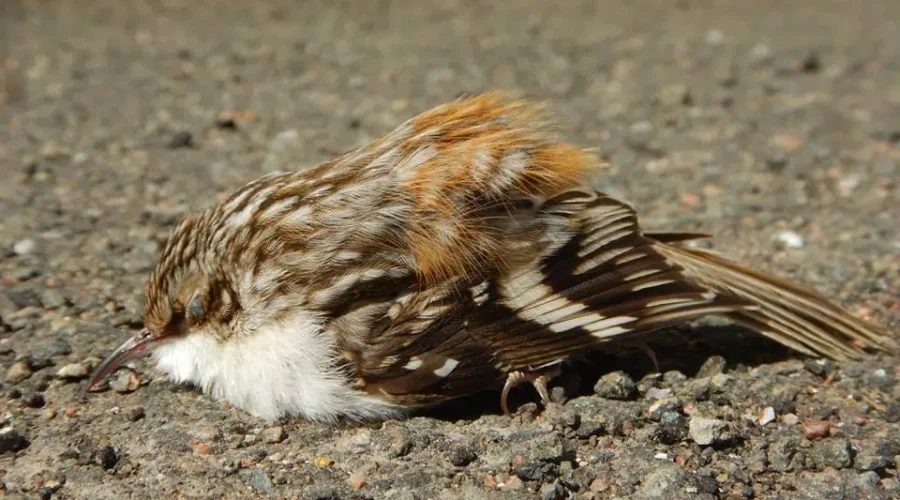 Tens Of Millions Of Birds Die Each Year In Canada Hitting Glass In Buildings