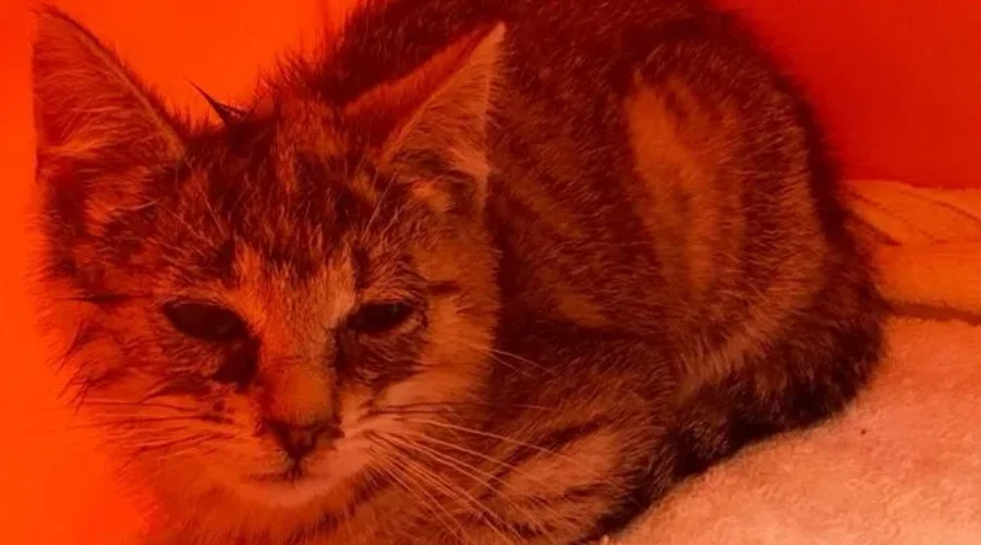 SPCA Investigating After Kitten Tossed From Vehicle