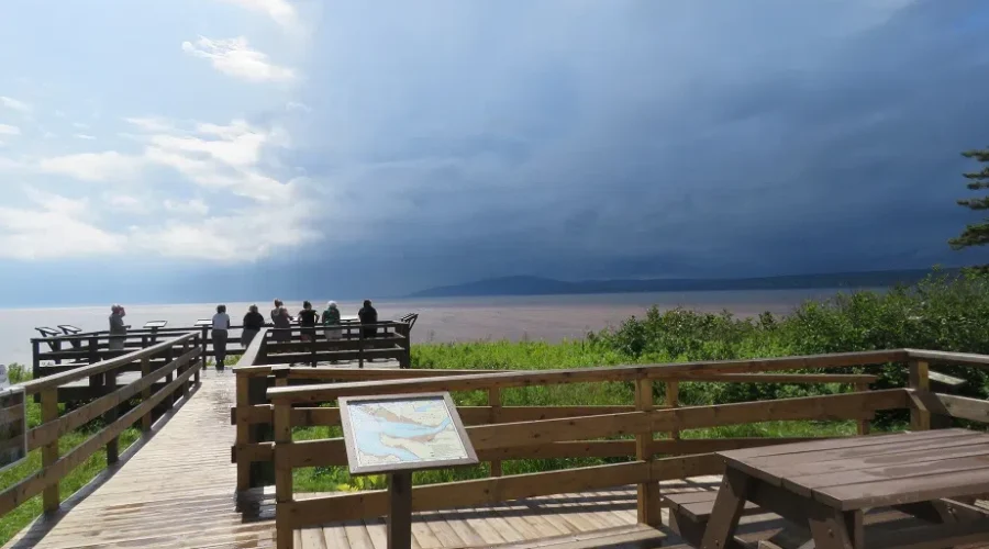 Over 100,000 Sandpipers Expected To Return To Bay Of Fundy