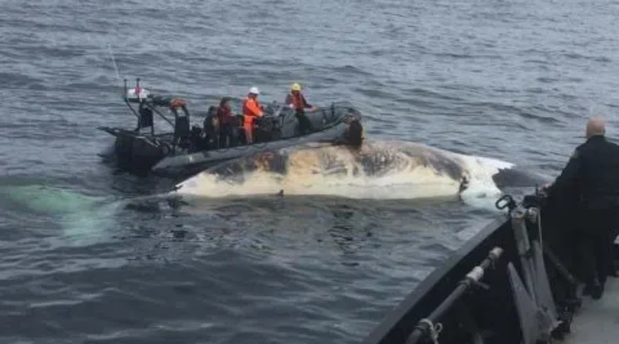 DFO Plans Consultation With Fishermen About Right Whale Measures