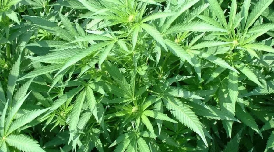 Organigram Continues To Hire In Advance Of Legalization of Pot