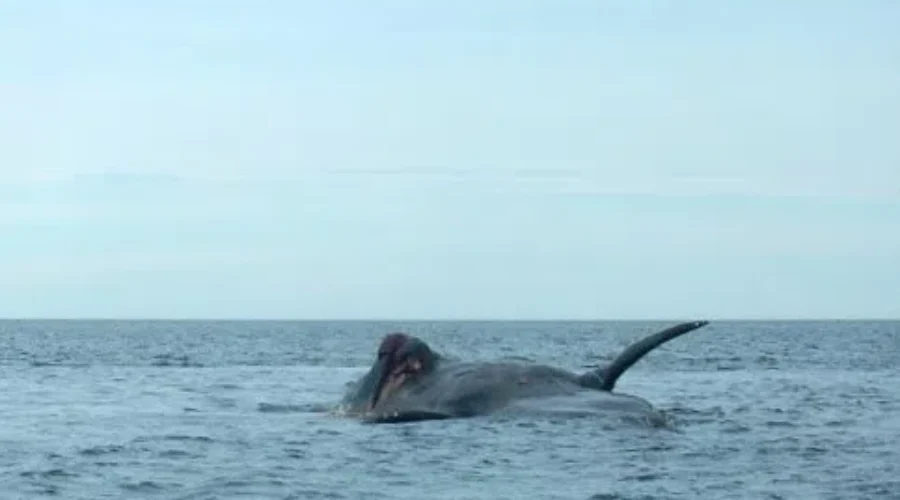 DFO Loses Sight Of Entangled Right Whale