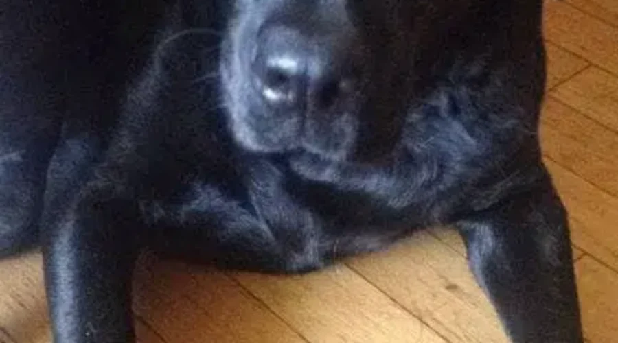 Abrupt Death Of Dog After Swimming In Thorn Brook Leaves Owners Heartbroken, Confused