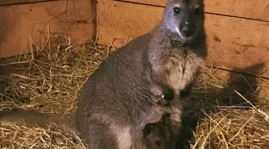 New Animals At Cherry Brook Zoo