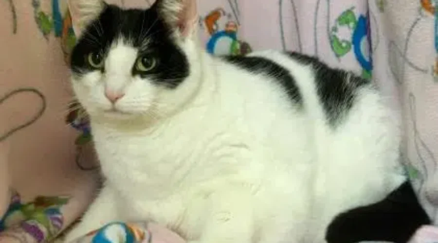 Greater Moncton SPCA Says “Chubby Cats Need Love Too”