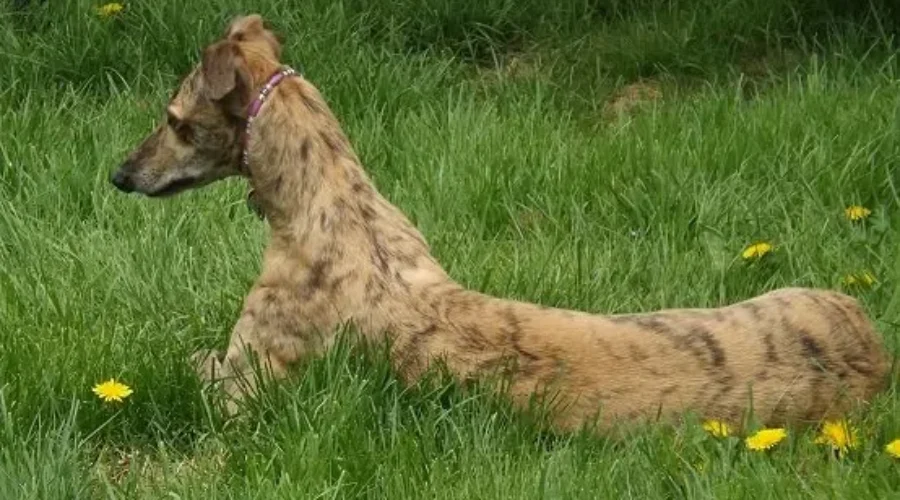 Foster Homes Needed For Greyhounds