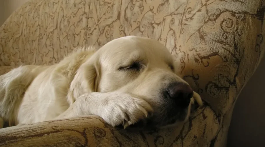 Pet Owners Advised To Watch For Signs Of Leptospirosis