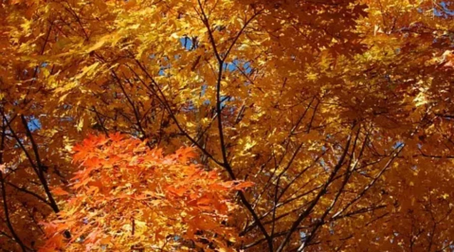 TWN Fall Forecast Calls For Above Seasonal Temperatures Until November