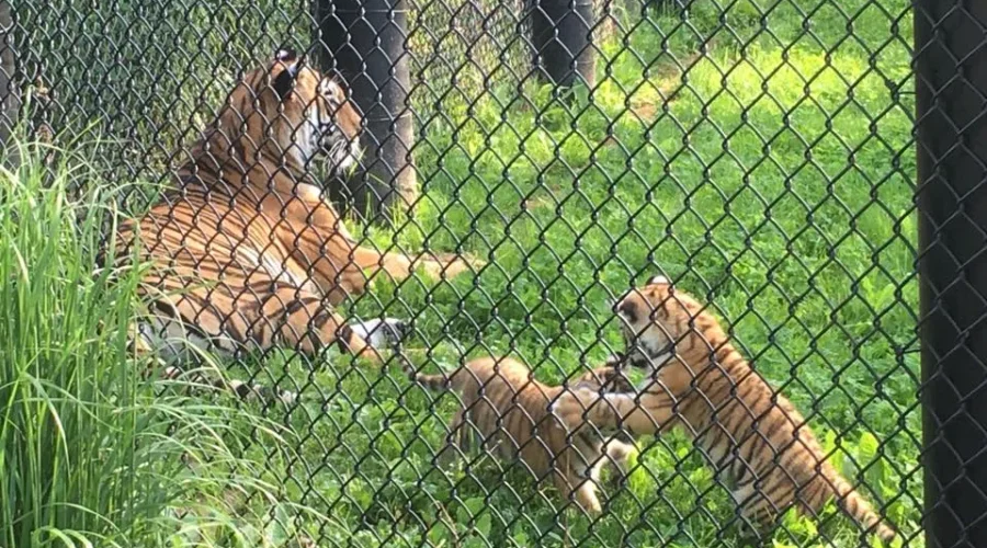 Magnetic Hill Zoo’s Tiger Cubs Heading To Ontario