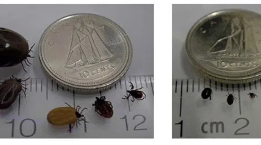Two More Counties Now Deemed High-Risk For Black-Legged Ticks