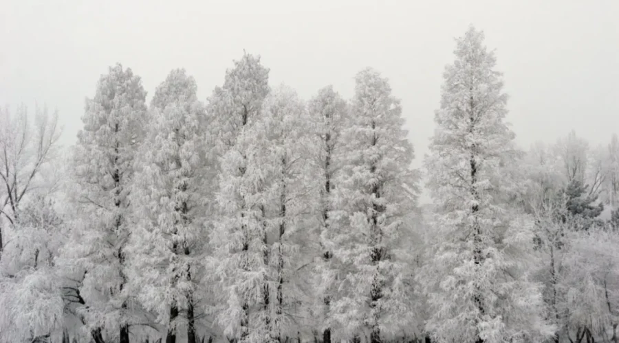 Snowfall Totals From Friday’s Storm