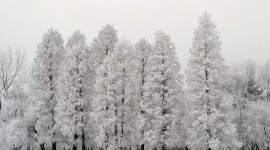 Get Out That Shovel Because Another Late Fall Snowstorm Is Coming