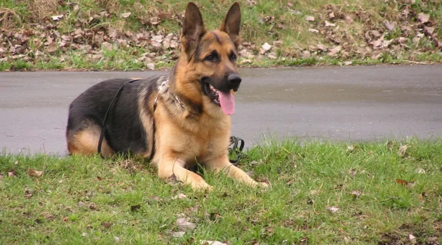 City Looks At Dog Bylaw Changes
