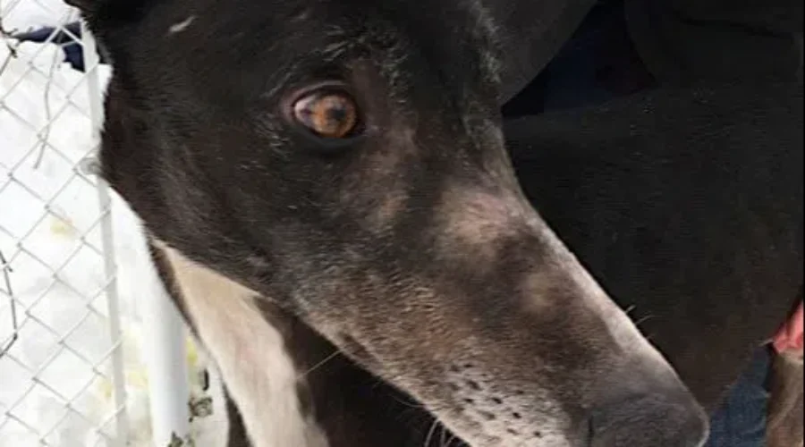 MGAP Says With Greyhound Racetrack Closures, Thousands Of Dogs Will Need Homes