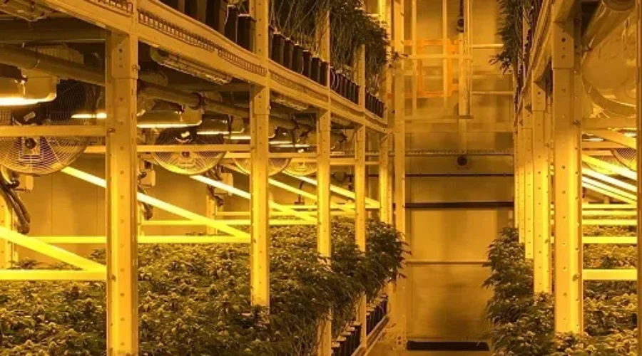 Organigram Trying To Keep Up With “Incredible” Cannabis Demand