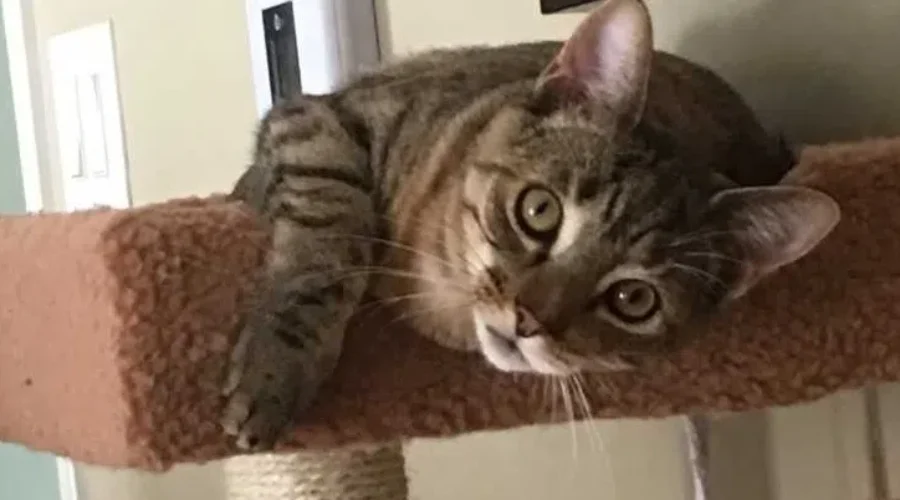 ALC Gives Back To Animal Shelters With New Scratch And Win Game