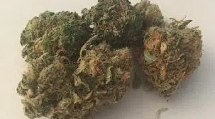 Cannabis NB Sells $8.6 Million In Product In First Two Months