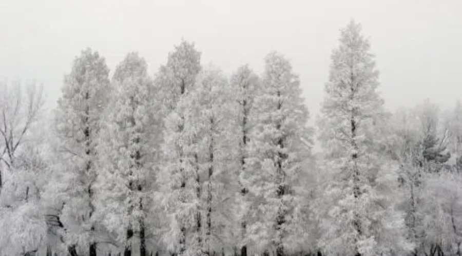 Cancellations – Sunday, January 20th