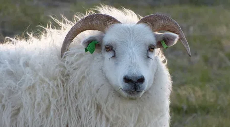 Sheep, Lambs Found Dead Near Saint John