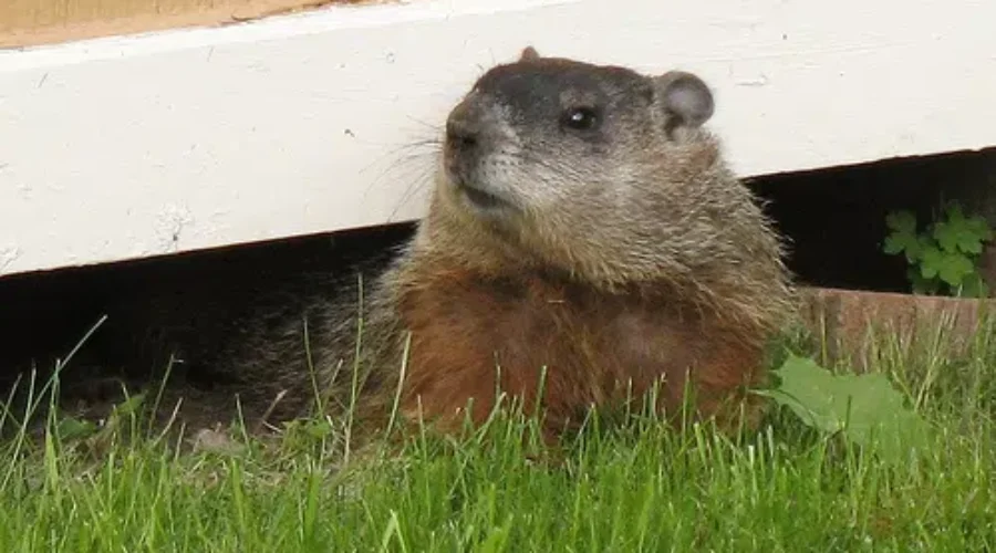 Differing Opinions From Three Groundhogs