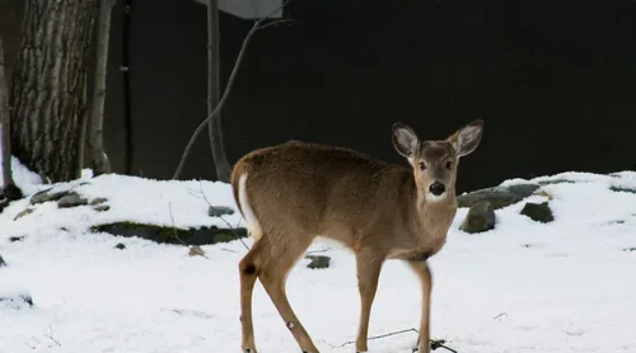 City Submits Application For Deer Management Program