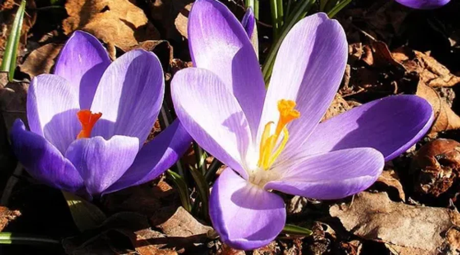 Spring Is Nearly Sprung