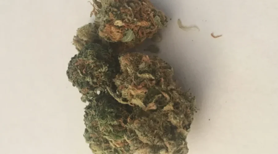 Cannabis Carry-On: How To Travel With Marijuana