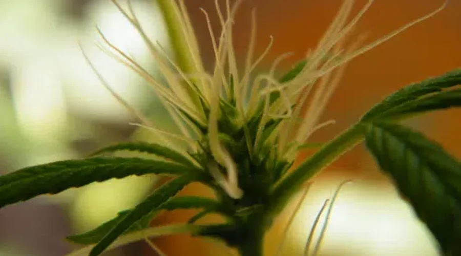 The Sky Didn’t Fall On October 17th