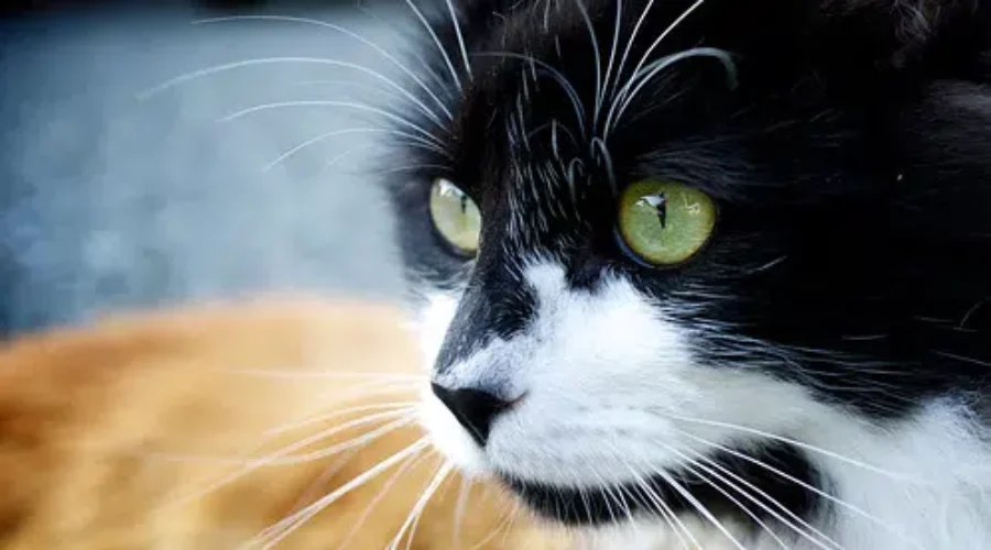Province Vets Vote To Ban Cat Declawing