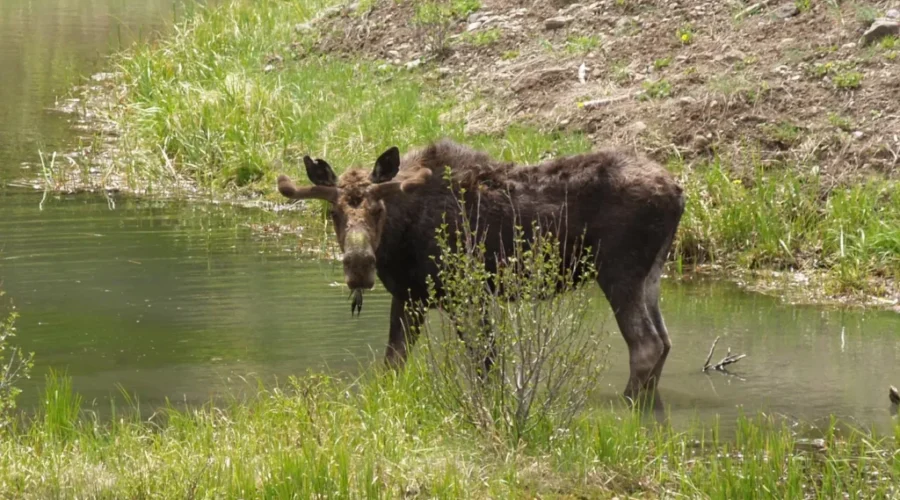 Wildlife Also Impacted By Flooding
