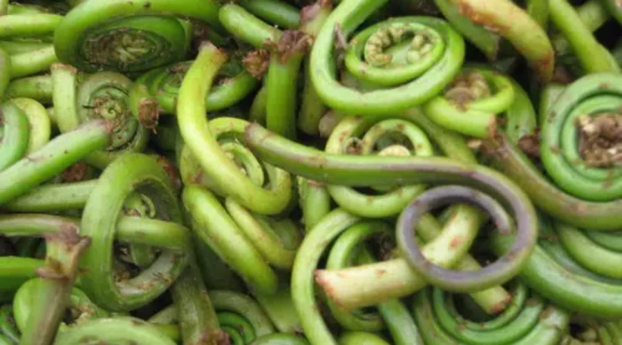 Fiddlehead Season And Flooding Brings Warning From Province