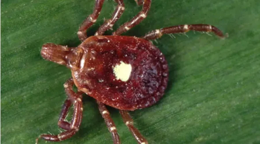 Identifying And Mapping Ticks In NB