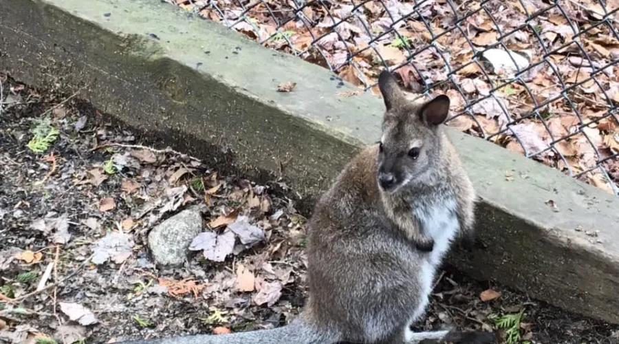 Cherry Brook Zoo Welcomes A Baby Wallaby