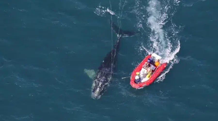 Dead Whale Seen Drifting Near The Magdalen Islands