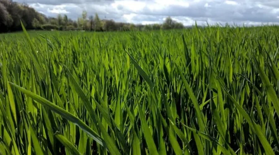 New Brunswick Seeing More Young Farmers
