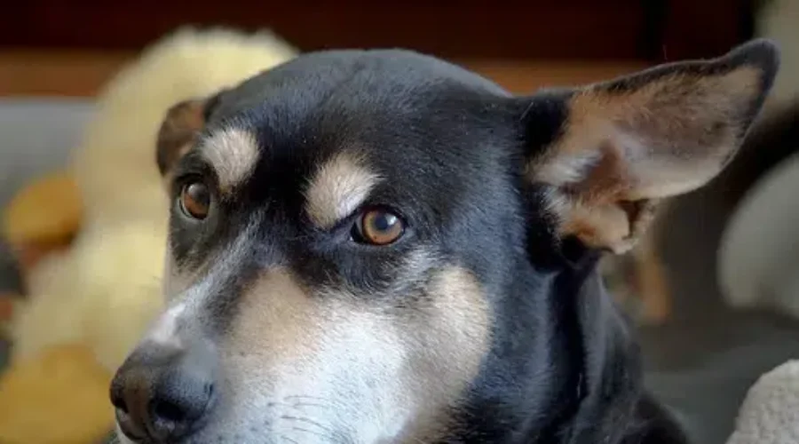 Animal Advocates Applaud Changes To Bestiality Law