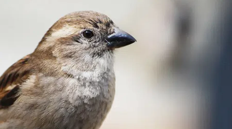 New Report On State Of Canada’s Birds